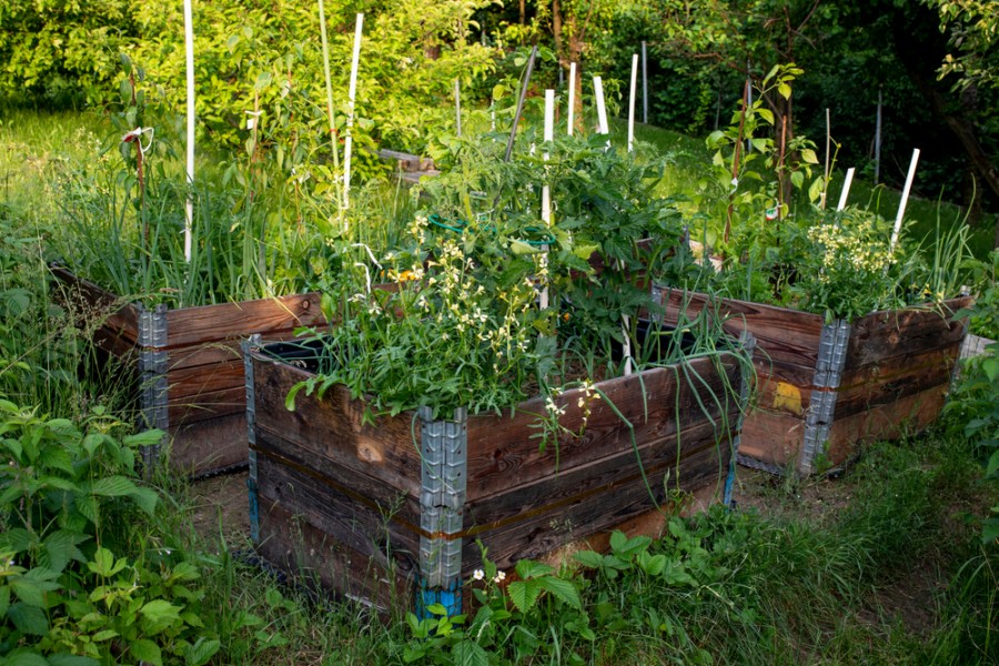 Potager hors sol : comment cultiver sur un balcon parisien ?