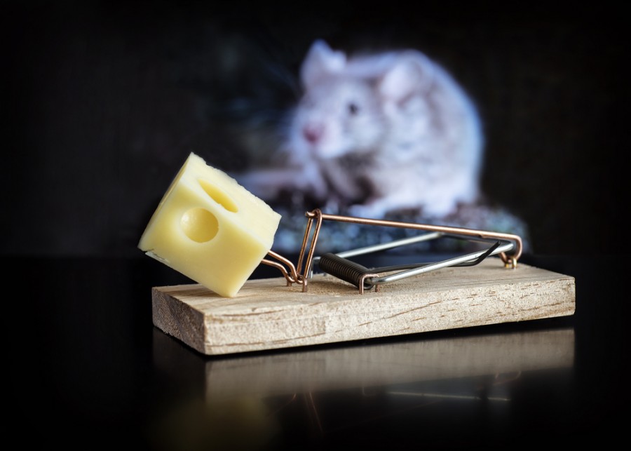 Quelles sont les astuces pour faire fuir les souris d'un appartement ?