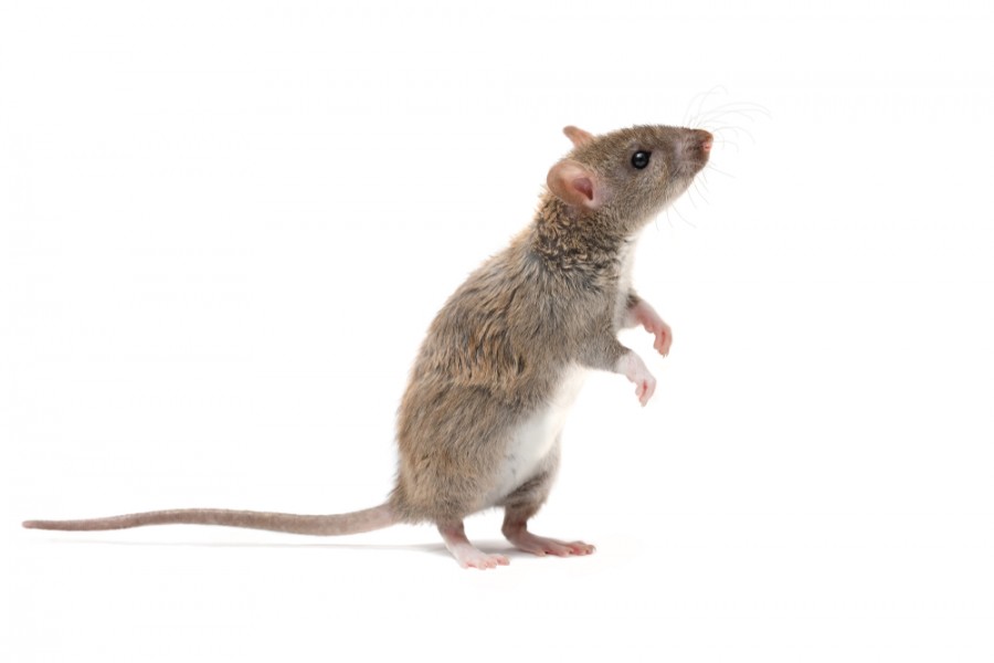 souris dans appartement comment faire